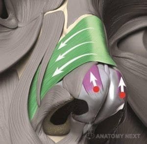 Musculo Multiforme Nariz
