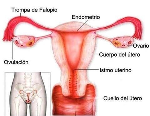 ¿Qué es el flujo rojo?